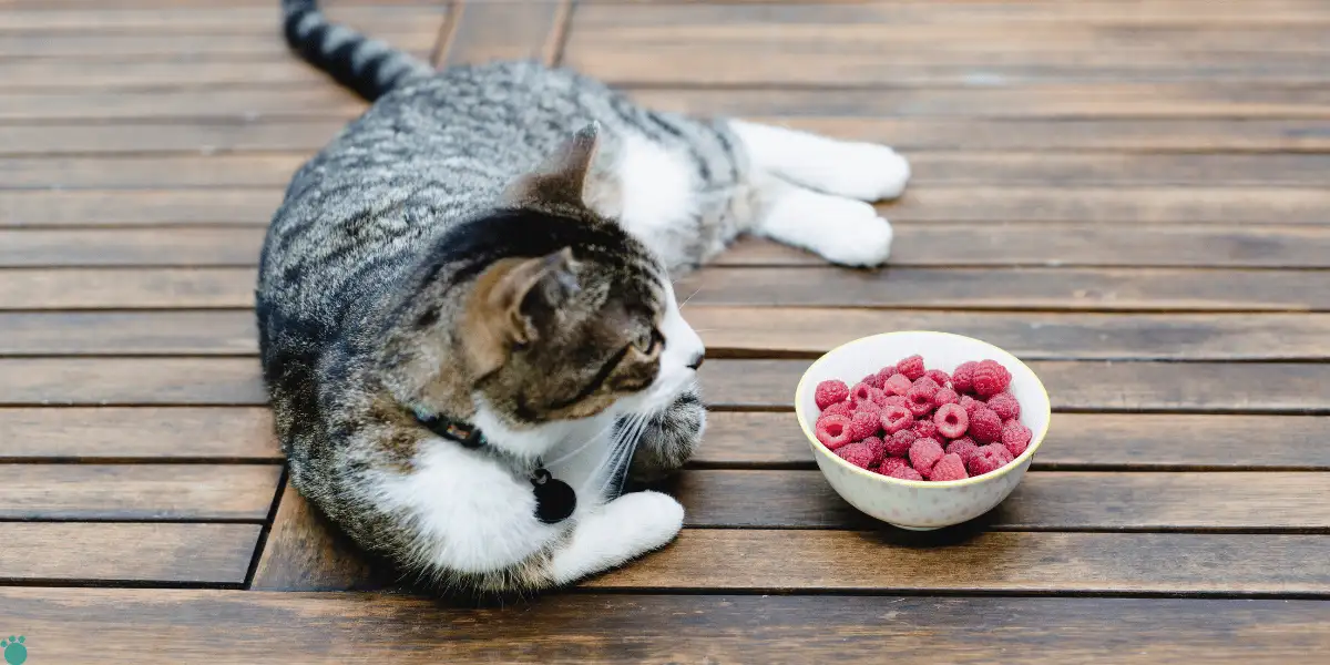 A cat sitting next to a bowl of raspberries