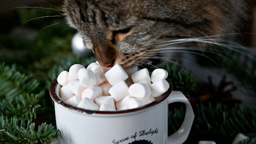 Can cats eat marshmallows - a photo of a cat sniffing on marshmallows