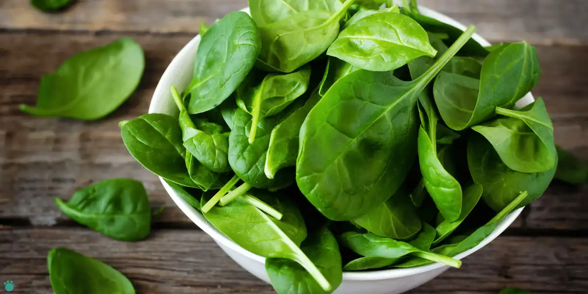 Spinach in a bowl