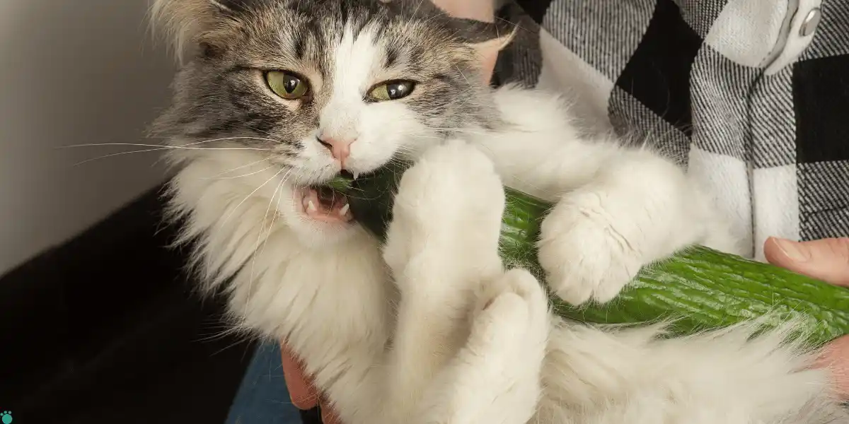 A curious cat nibbling on a cucumber slice, illustrating that cats can eat cucumbers