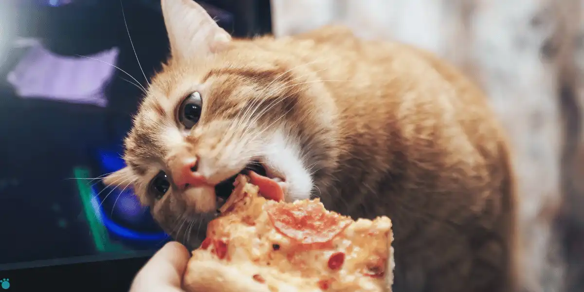 cat eating a slice of pizza containing pepperoni