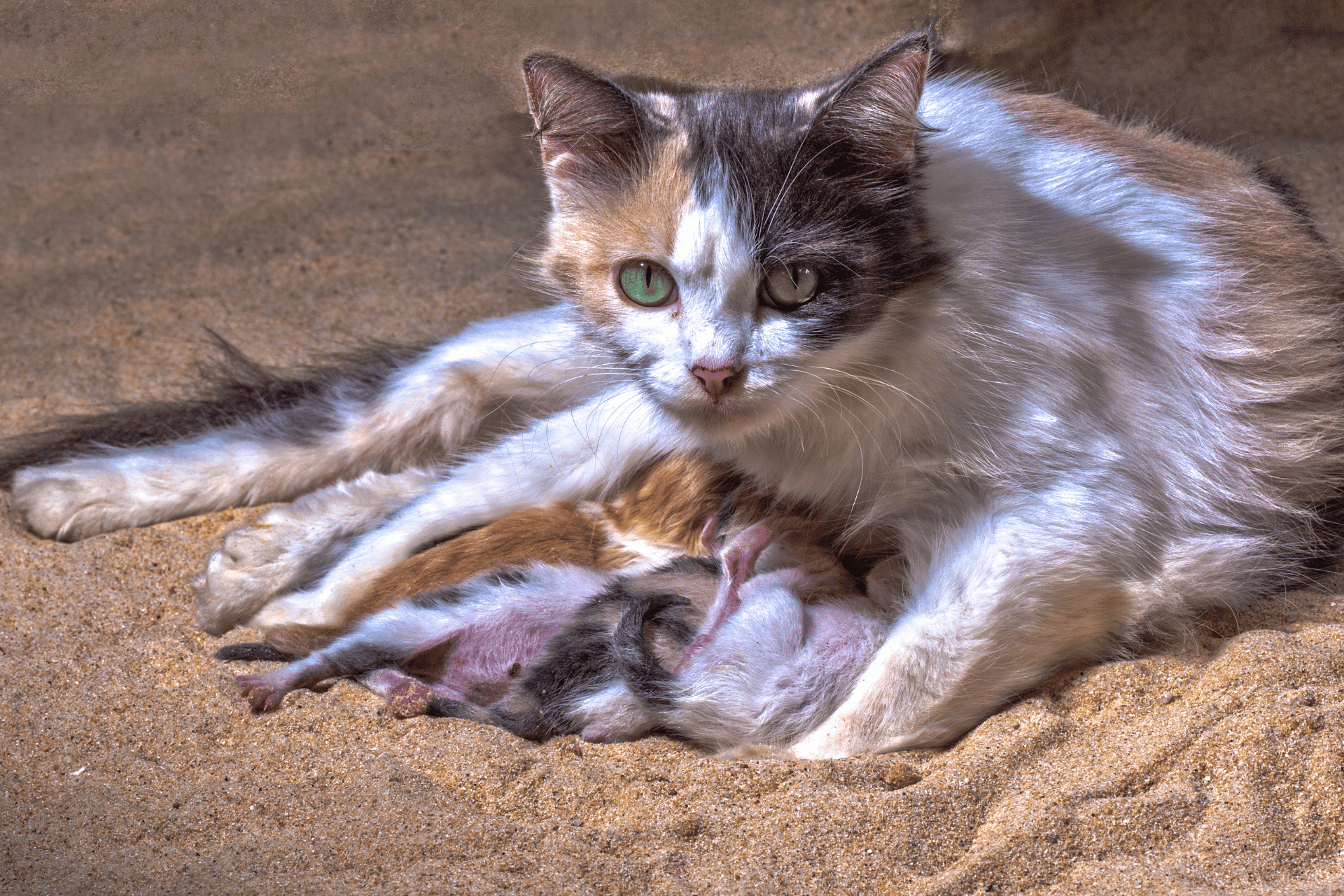 Why Do Cats Eat Their Babies TheCatParent