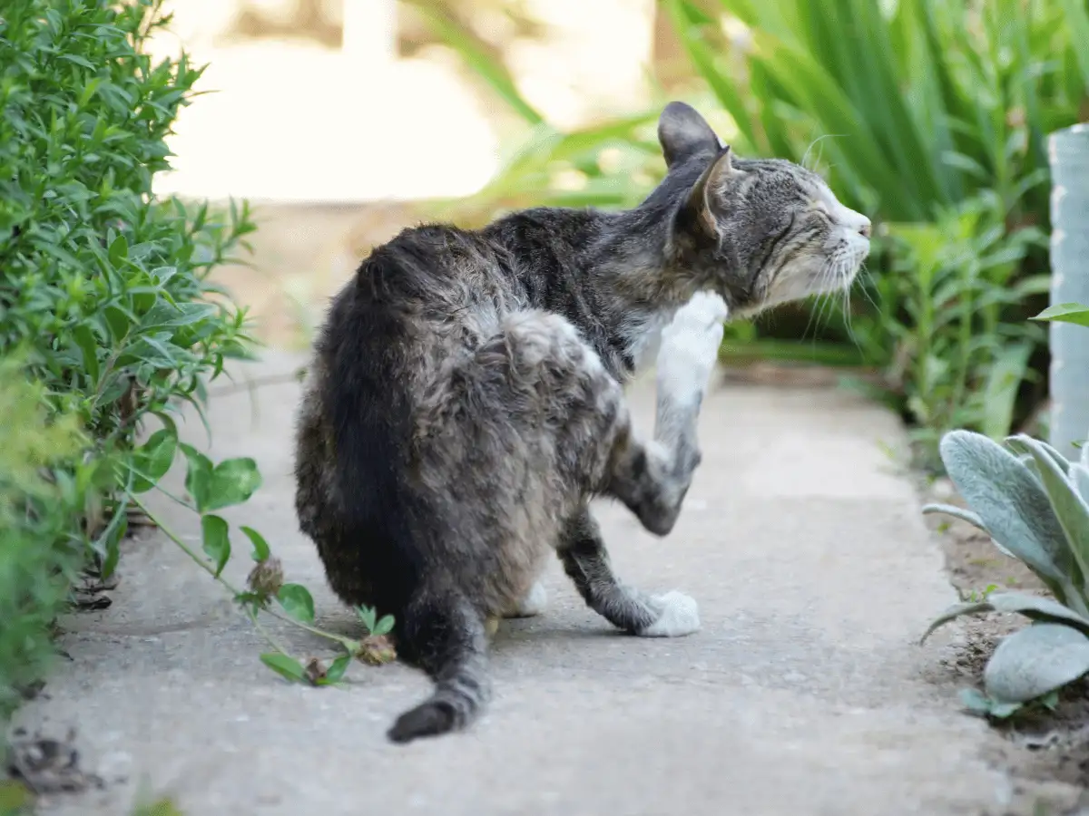 A cat scratching itself as a common sign of indoor flea infestation, illustrating how cats get fleas indoors.