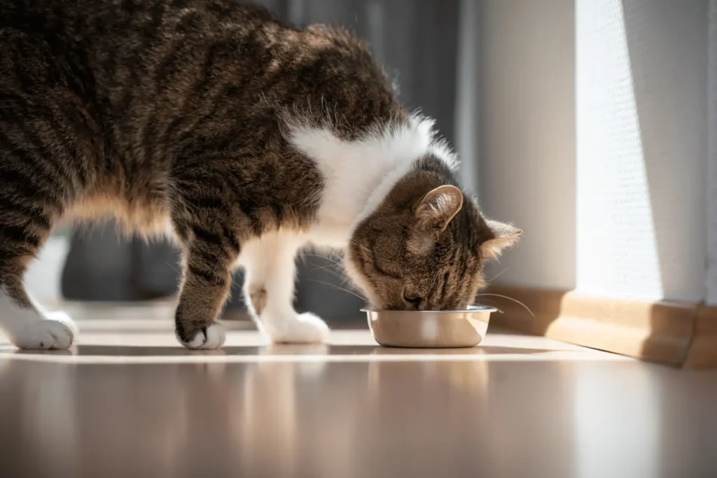 A healthy cat drinking bone broth from a bowl.