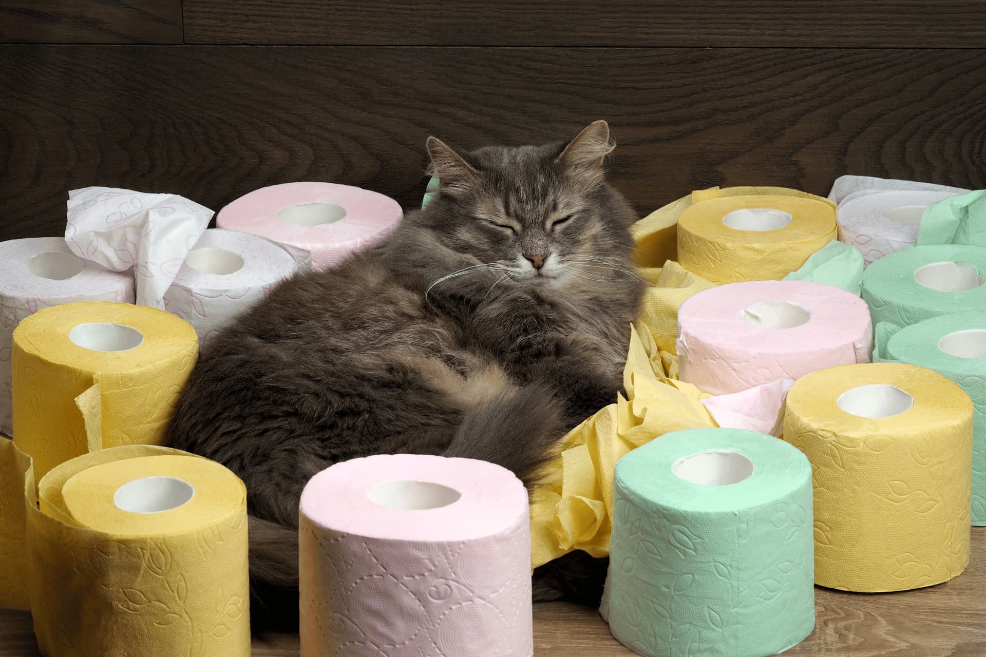 Cat sitting peacefully among scattered toilet paper rolls, highlighting the best cat food for diarrhea roundup review.