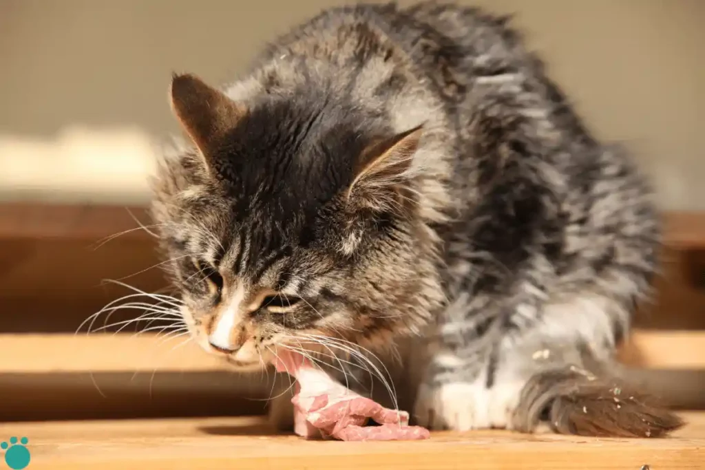 A cat eating meat