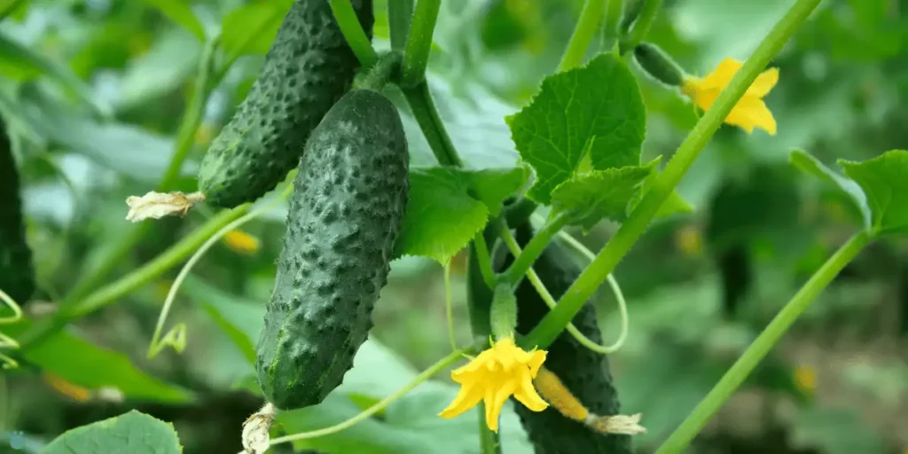 Cucumber plant with flowers and young cucumbers