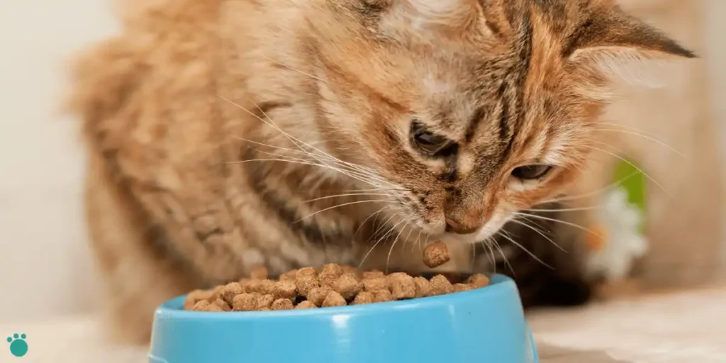 a cat eating commercial dry cat food