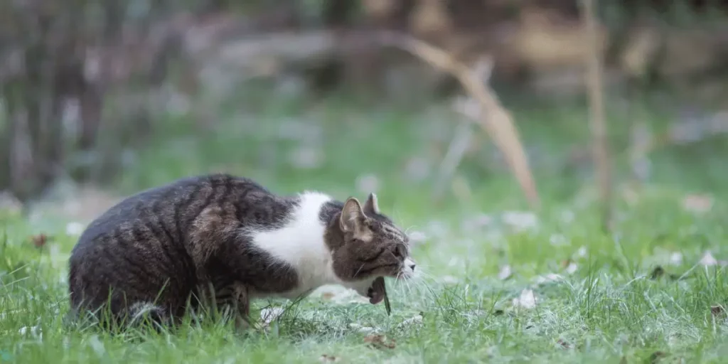 a cat vomiting in the grass due to an upset stomach