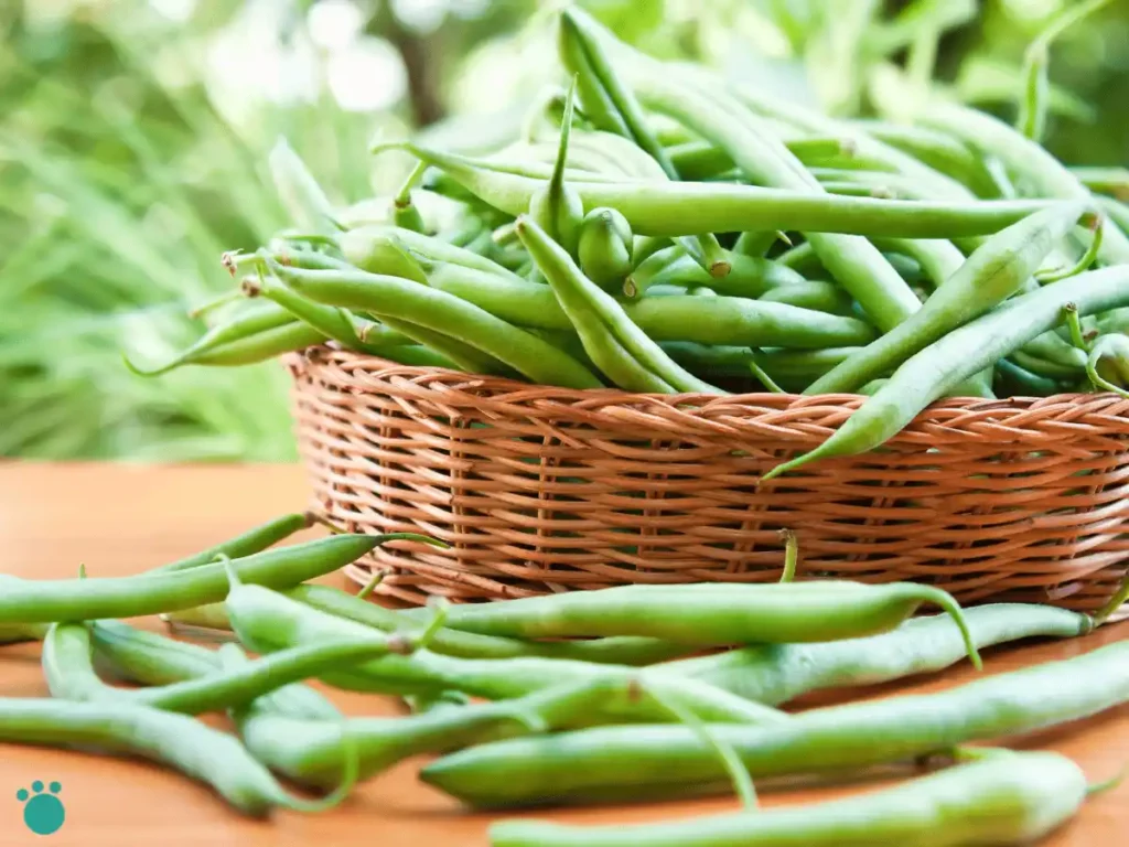 Green beans in a basket