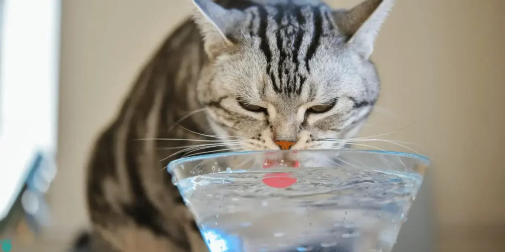 A cat drinking water from a glass bowl