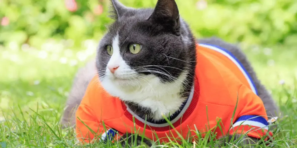 An obese cat wearing an orange tshirt